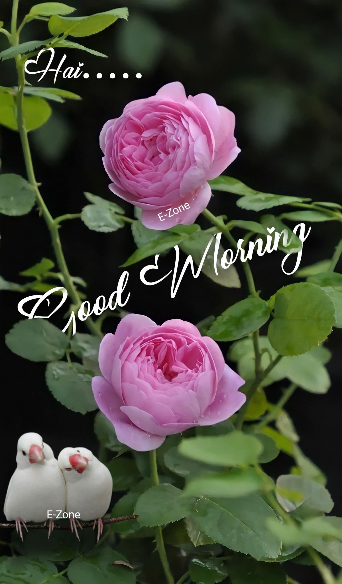 good morning images with pink rose flowers